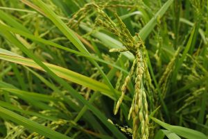 Rice Farm
