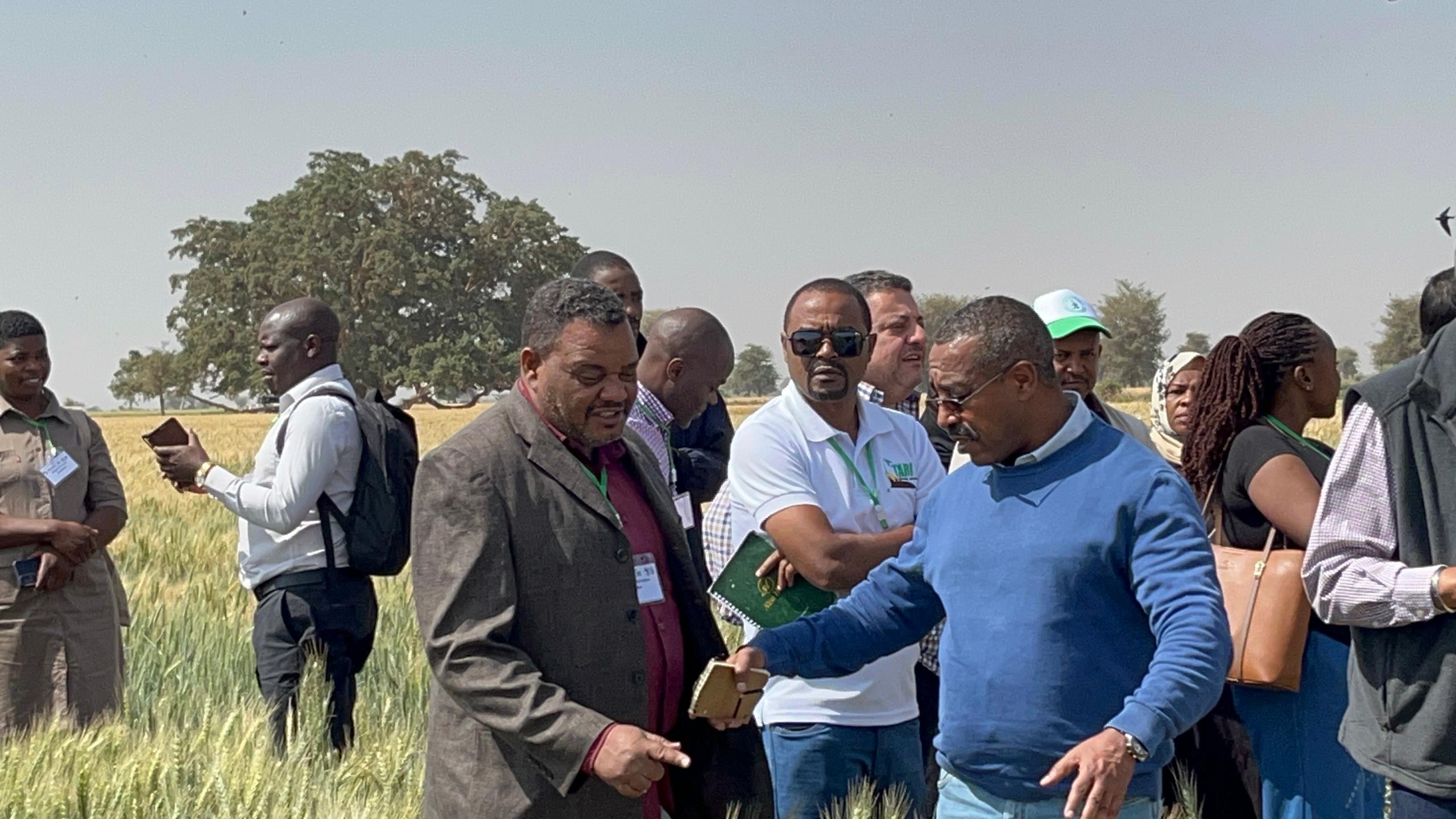 Faire le lien entre recherche et adoption : le FARA renforce l’adoption des technologies du blé en Afrique