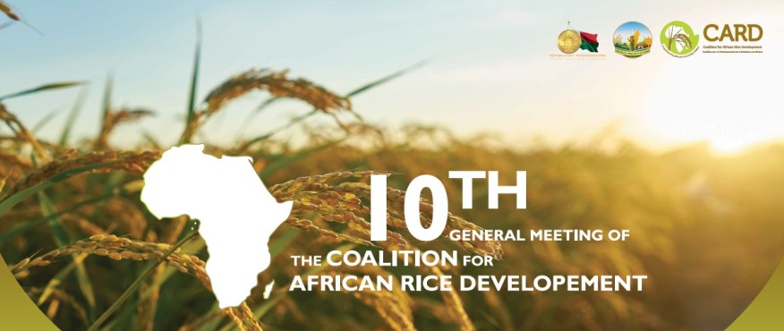 L’Afrique peut-elle vraiment produire suffisamment de riz pour se nourrir ? Enseignements tirés de la 10ᵉ Assemblée générale de la CARD à Madagascar